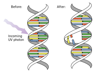 DNA UV mutation svg